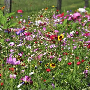 Wildflowers