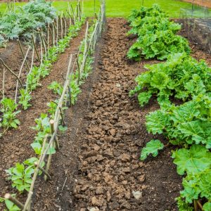 Vegetable Patch